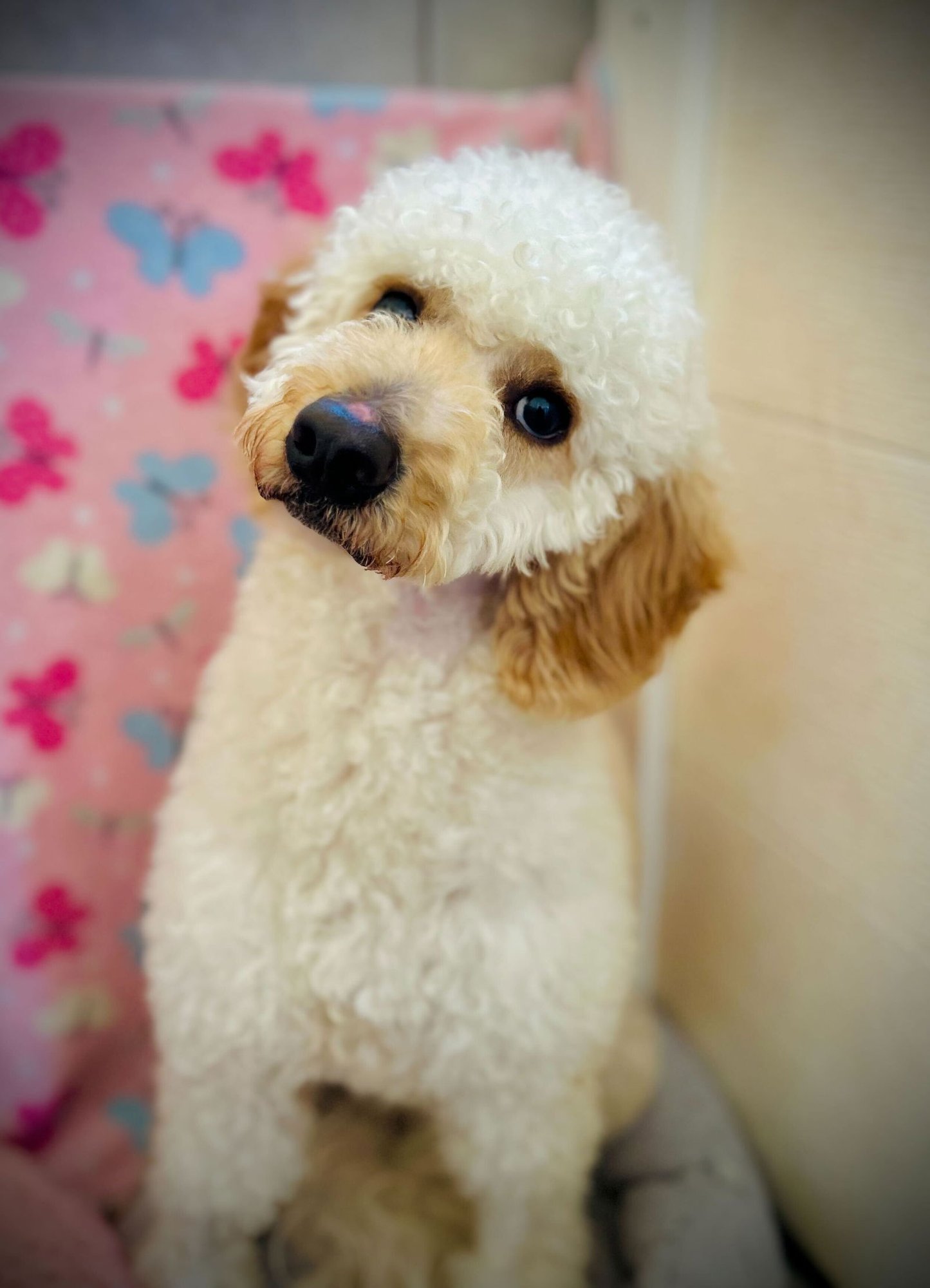 Andy Dec 25 - Photo 4