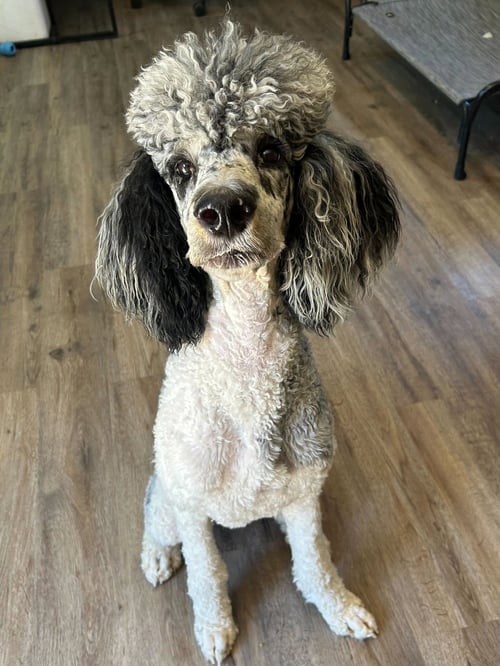 FIREFLY APR 26 - Poodle (Standard) available for adoption