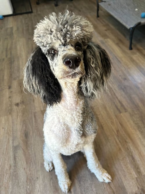 FIREFLY APR 26 - Poodle (Standard) available for adoption