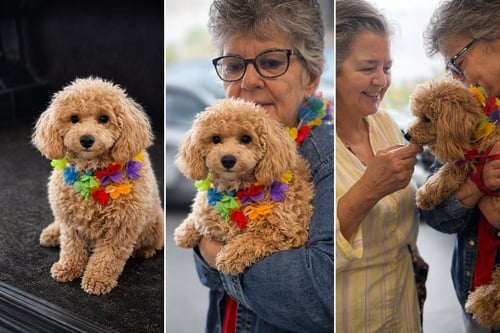 LALA JAN 26 - Bichon Frise / Poodle (unknown type) available for adoption