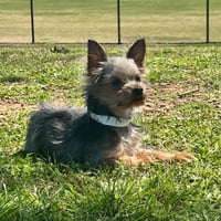 Chillie Mar 26 - Photo 1