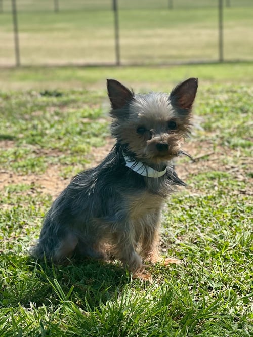 CHILLIE MAR 26 - Yorkshire Terrier Yorkie available for adoption