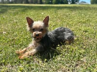 Chillie Mar 26 - Photo 4