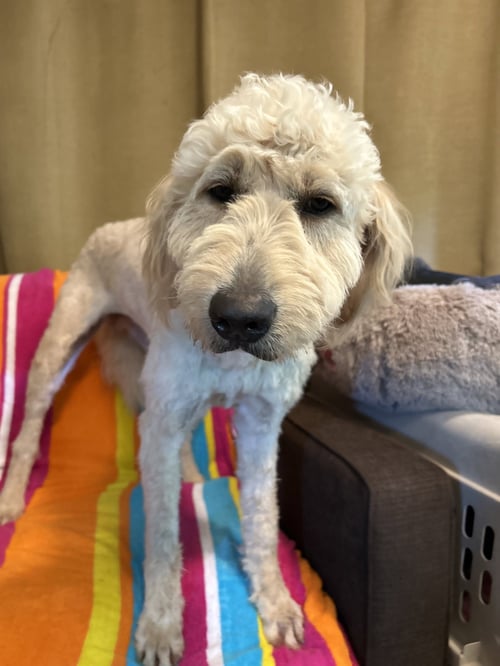 PEEP APR 26 - Golden Retriever / Poodle (Standard) available for adoption