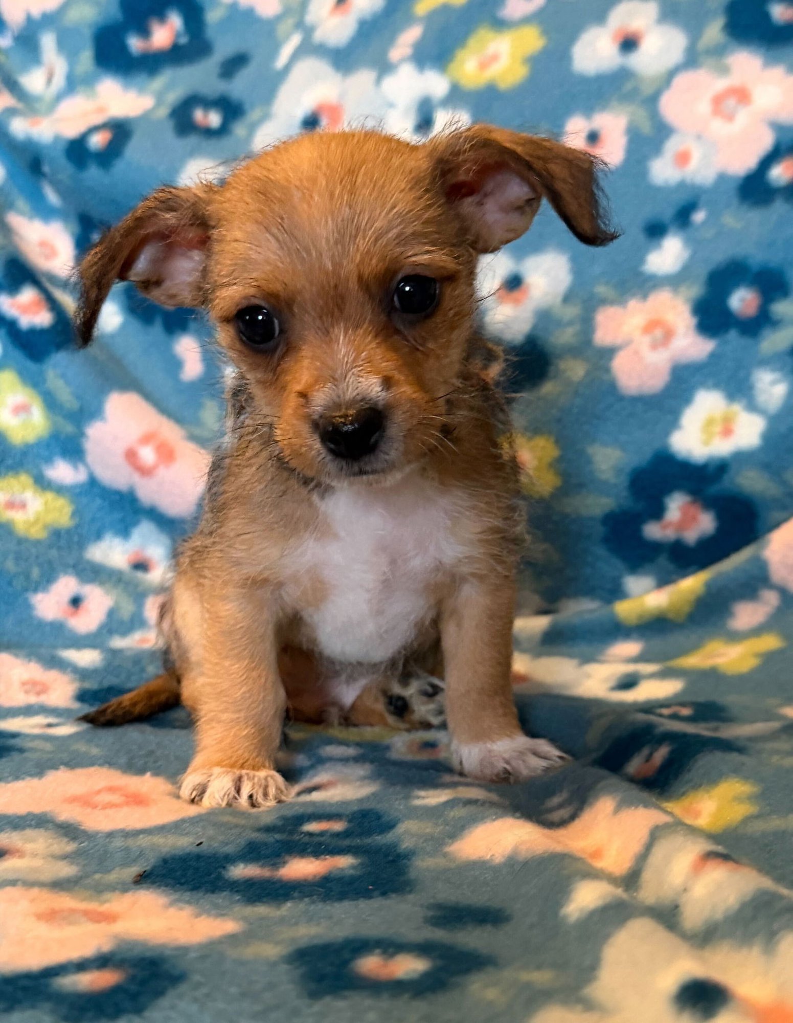 RAUL - A LUCY PUP - Chihuahua available for adoption