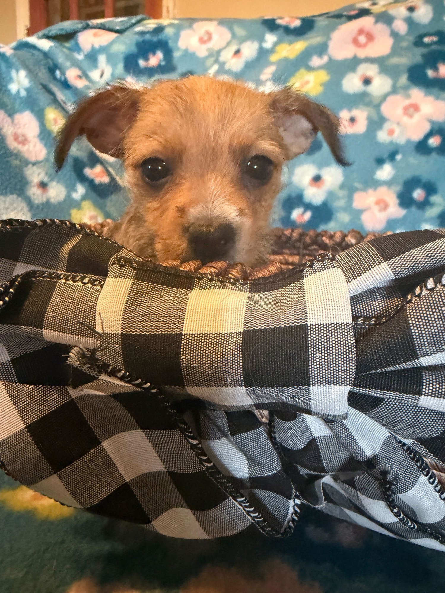 RAUL - A LUCY PUP - Chihuahua available for adoption