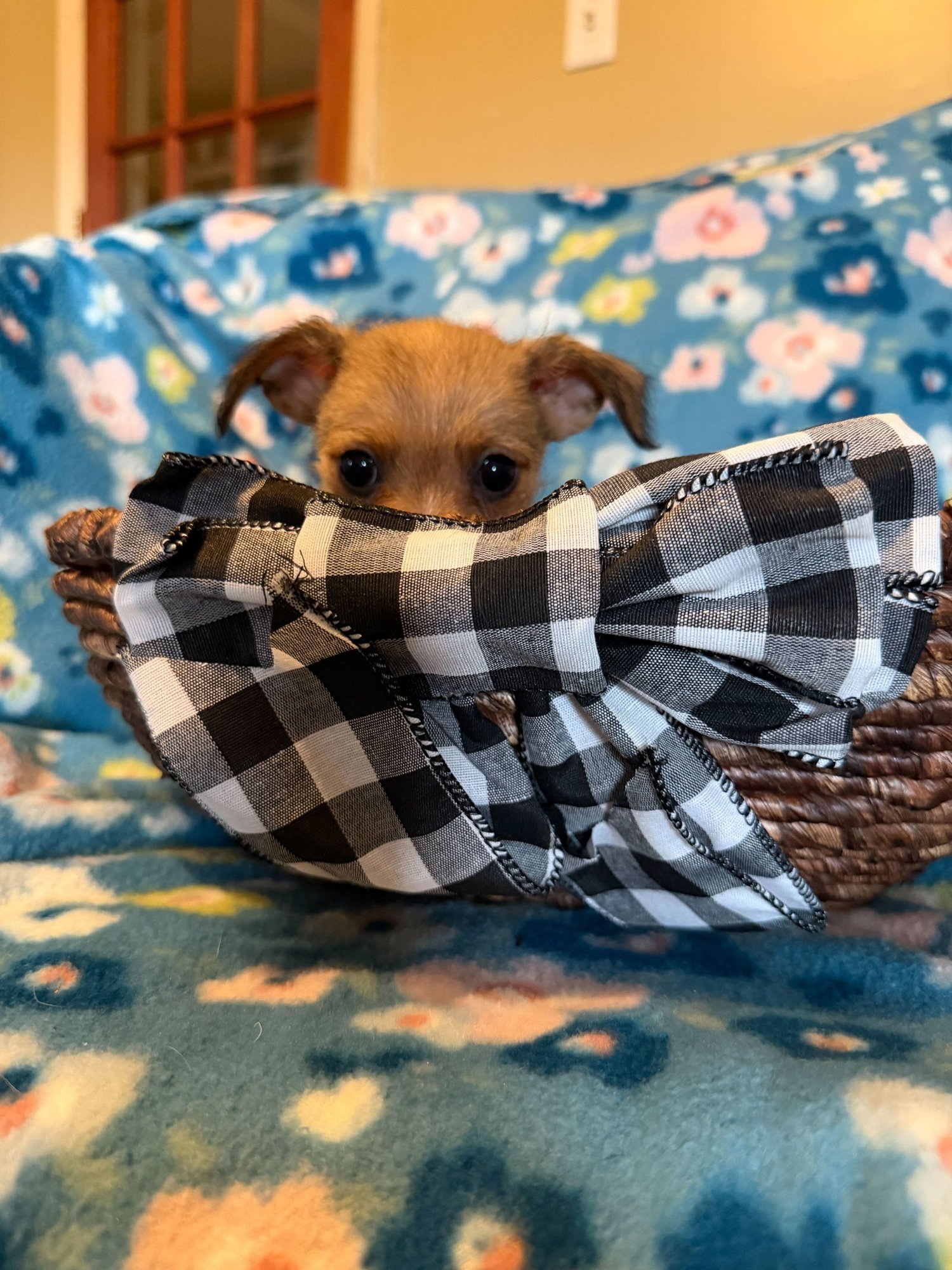 Raul - A Lucy pup - Photo 4