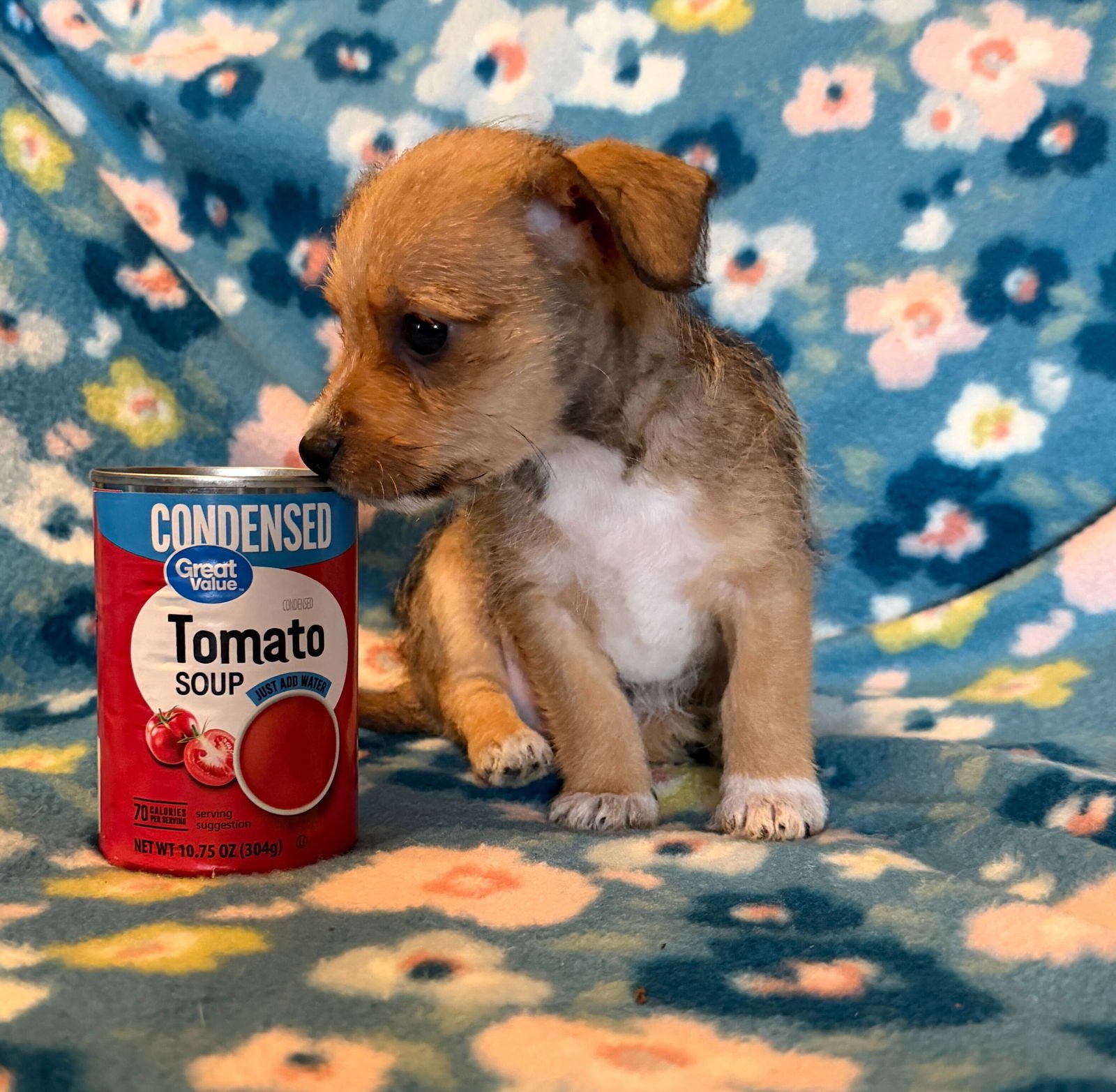 Raul - A Lucy pup - Photo 5