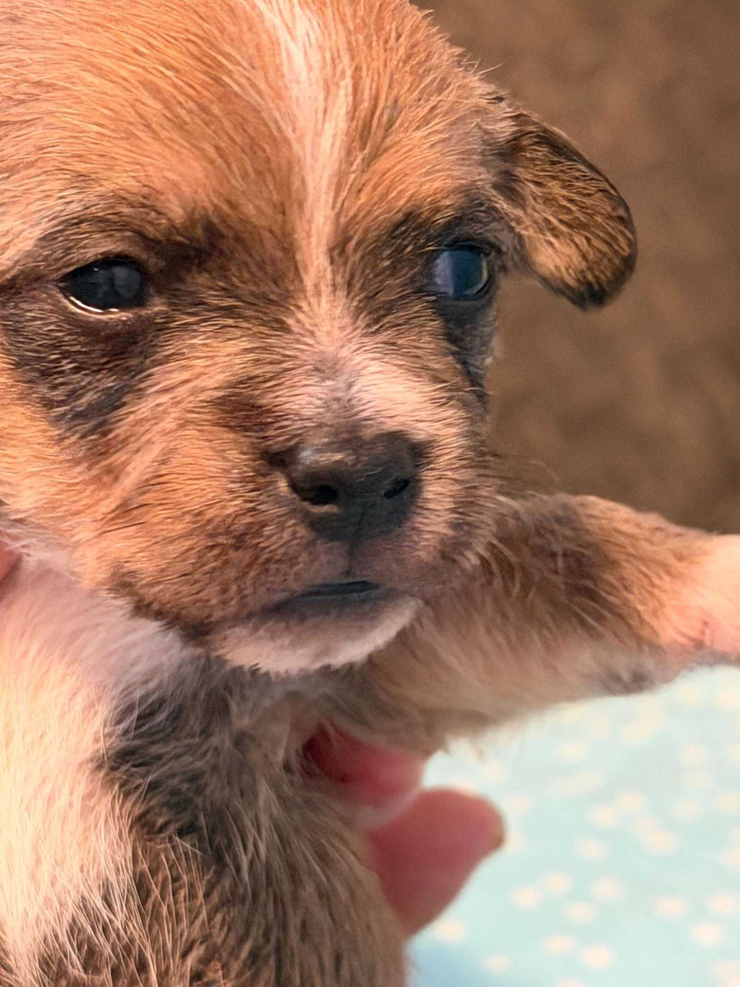 Raul - A Lucy pup - Photo 6