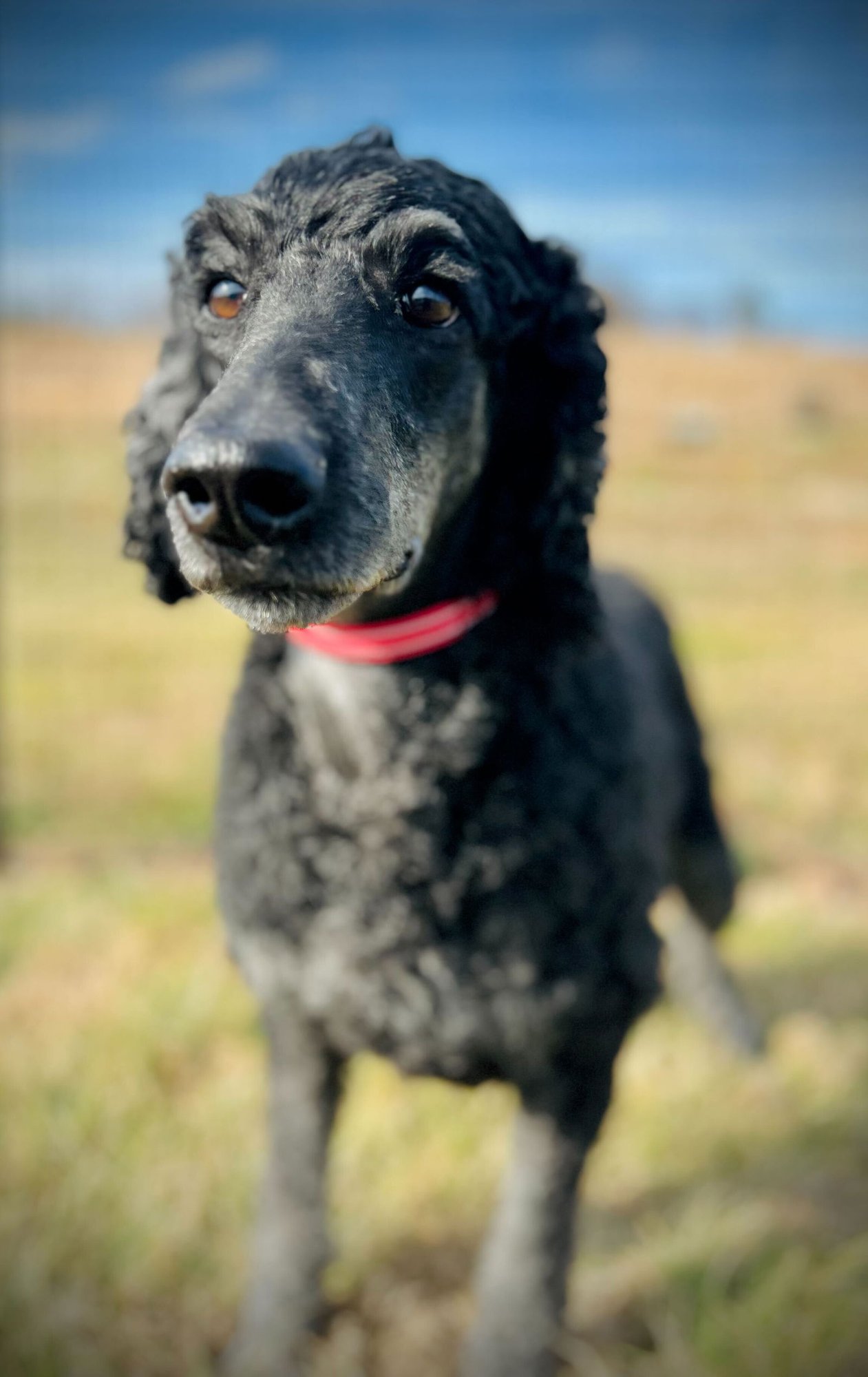 RUMOR OAKES DEC 25 - Poodle (Standard) available for adoption