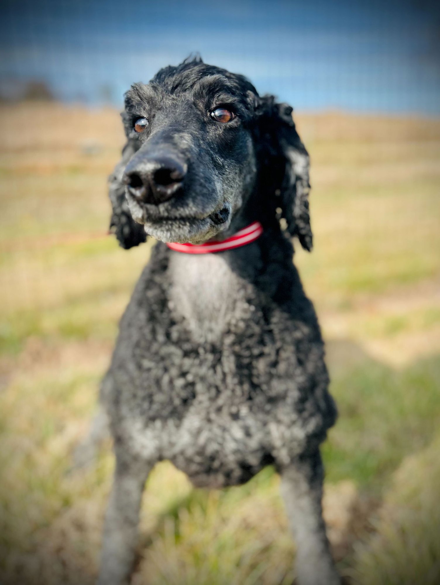 RUMOR OAKES DEC 25 - Poodle (Standard) available for adoption
