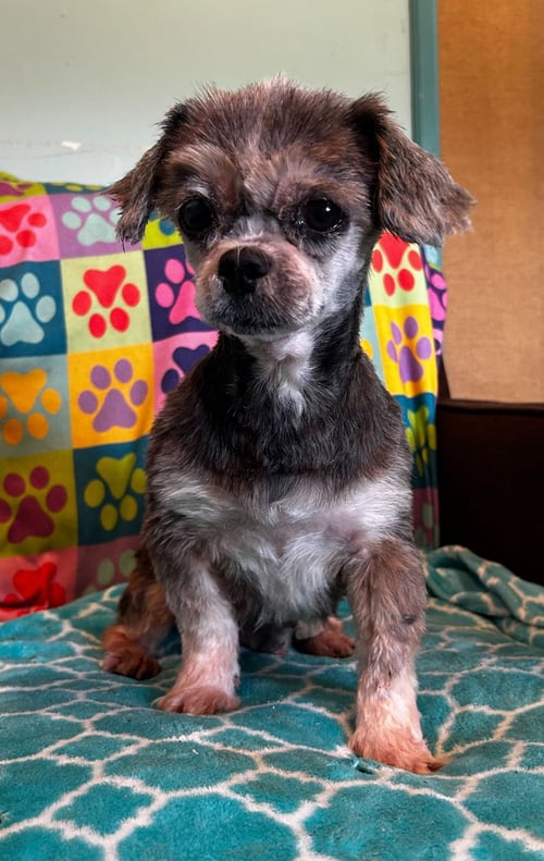 NUTMEG MAR 26 - Shih Tzu available for adoption