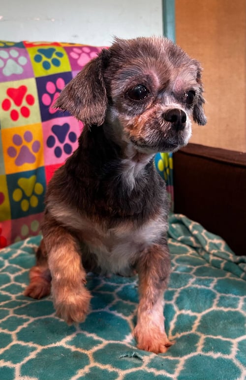 NUTMEG MAR 26 - Shih Tzu available for adoption