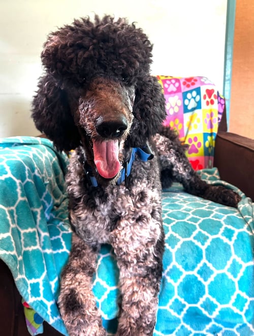 MAGNUS FEB 26 - Poodle (Standard) available for adoption