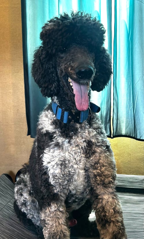 MAGNUS FEB 26 - Poodle (Standard) available for adoption