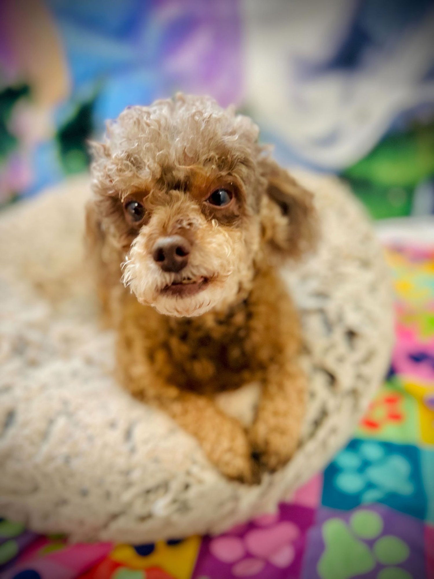 COCO RUSSELL DEC 25 - Poodle (Toy) available for adoption