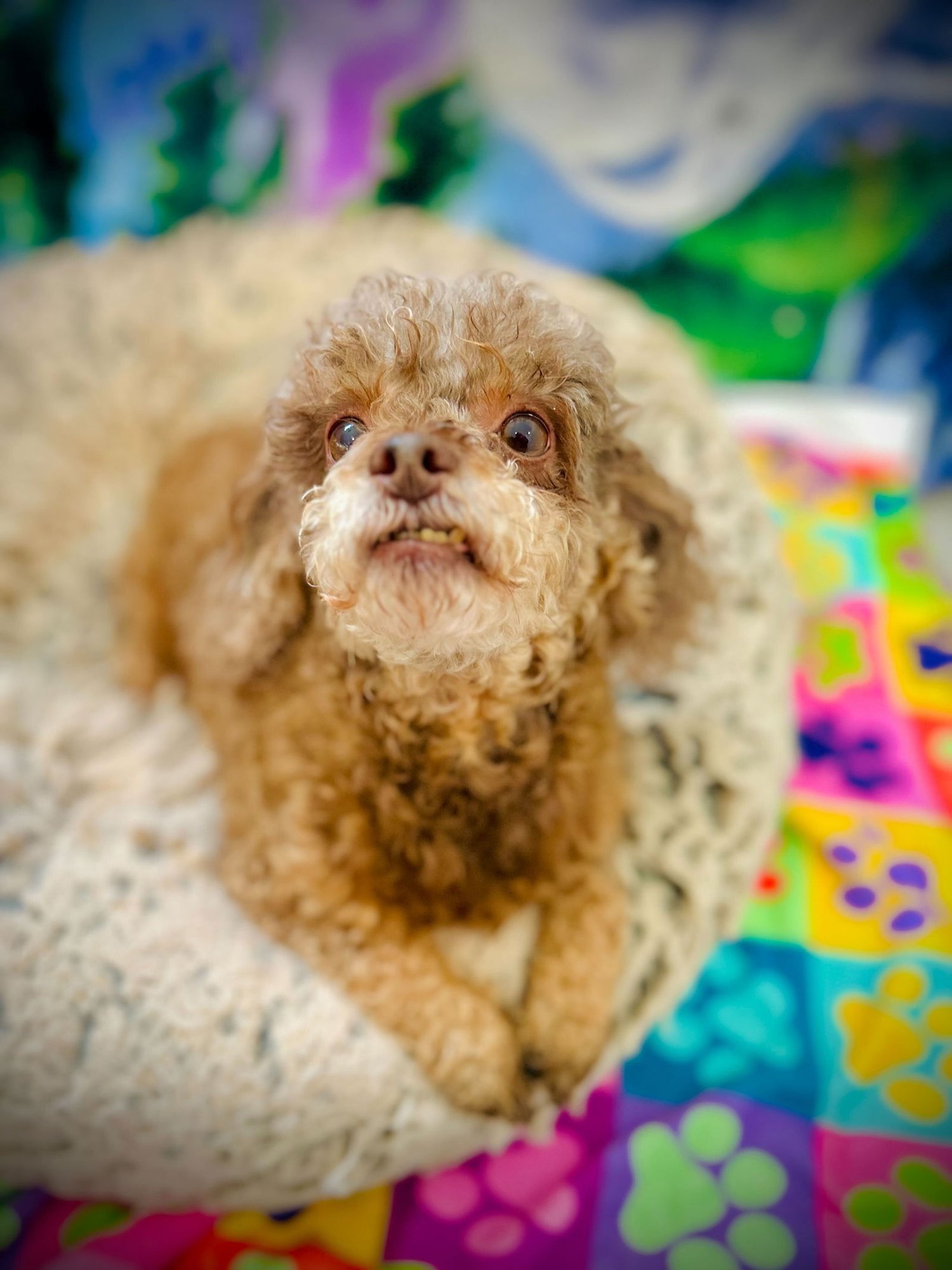 COCO RUSSELL DEC 25 - Poodle (Toy) available for adoption
