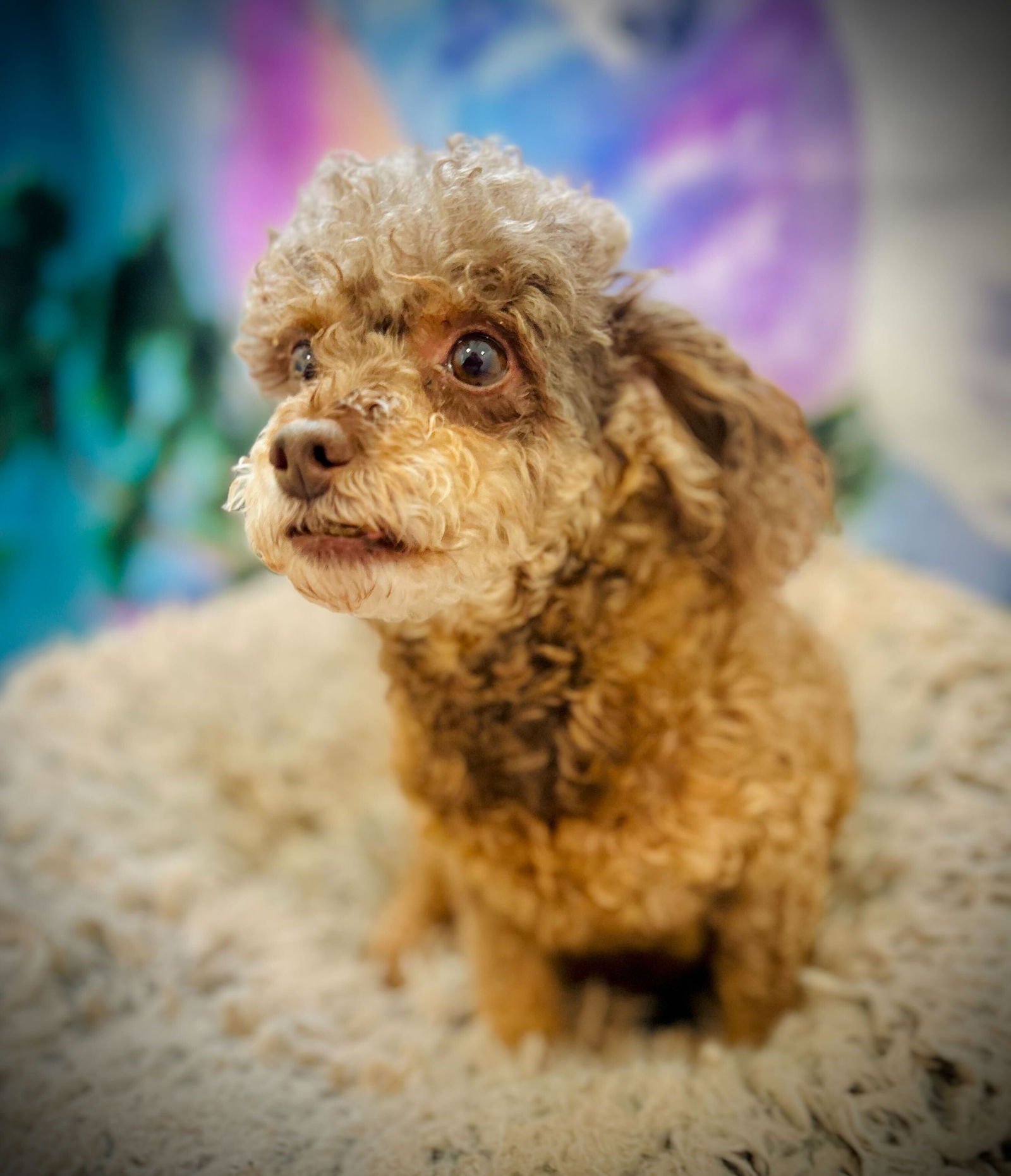 Coco Russell Dec 25 - Photo 3