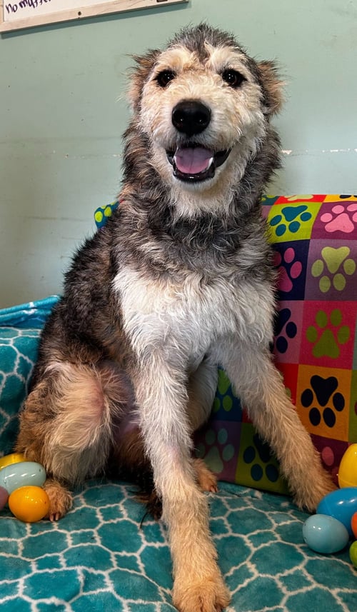 KERA MAR 26 - Husky / Poodle (Standard) available for adoption