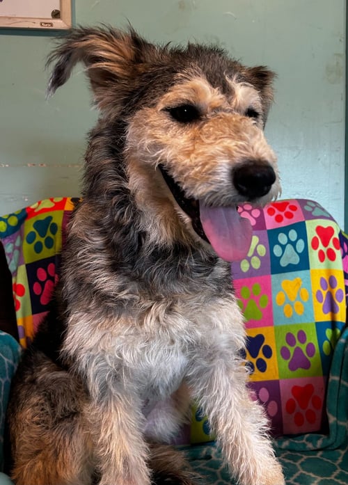 KERA MAR 26 - Husky / Poodle (Standard) available for adoption