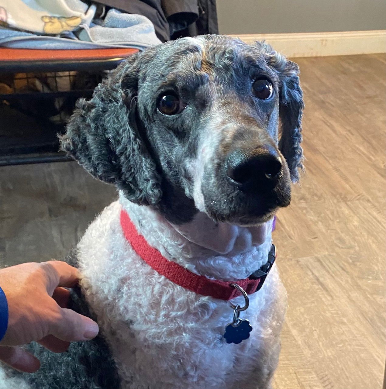 PONGO JAN 26 - Poodle (Standard) / Australian Shepherd available for adoption