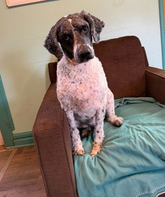 Pongo Jan 26 - Photo 3