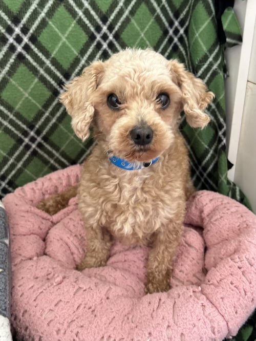 FRITZ MAR 26 - Poodle (Toy) available for adoption