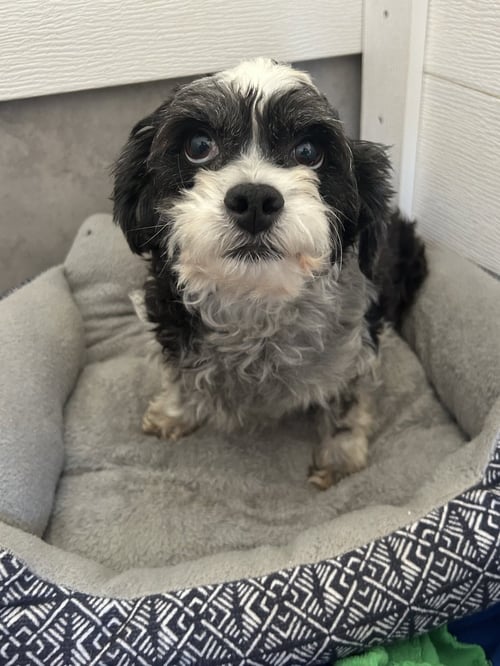 TOOTSIE MAR 26 - Poodle (Miniature) / Maltese available for adoption