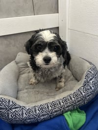 Tootsie Mar 26 - Photo 2