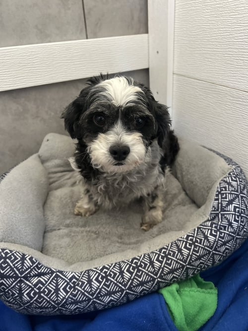 TOOTSIE MAR 26 - Poodle (Miniature) / Maltese available for adoption