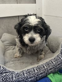 Tootsie Mar 26 - Photo 3