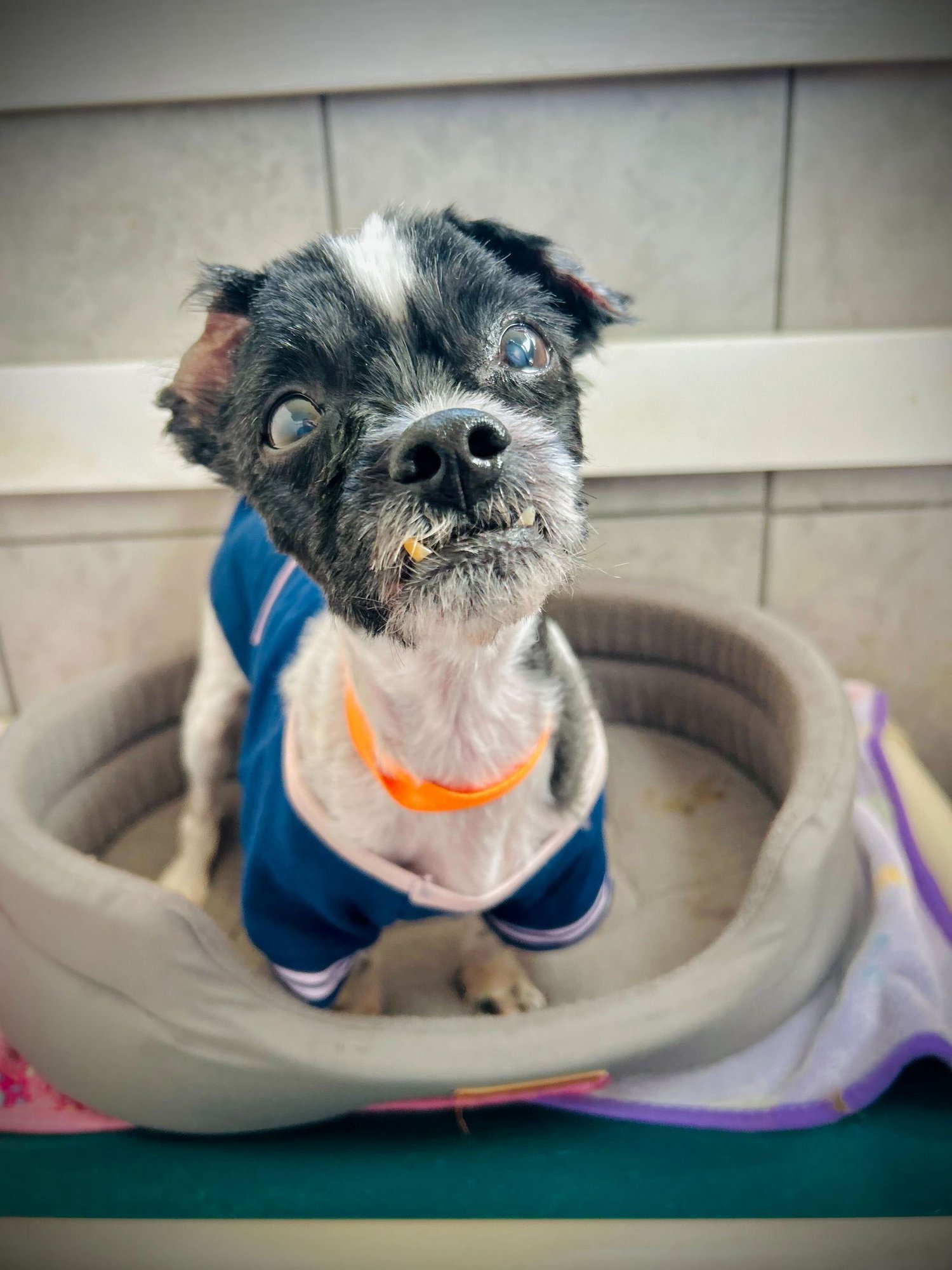 DEXTER JAN 26 - Shih Tzu available for adoption