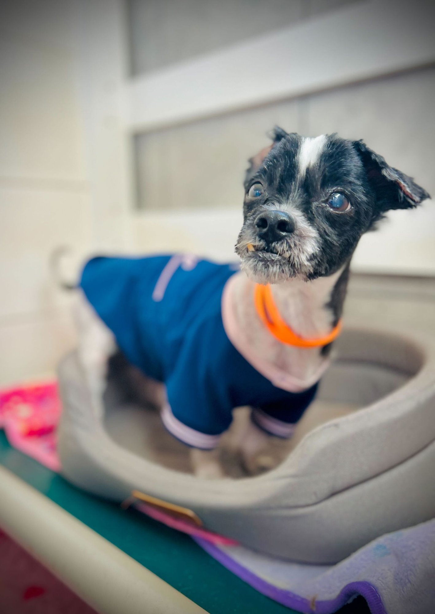 DEXTER JAN 26 - Shih Tzu available for adoption