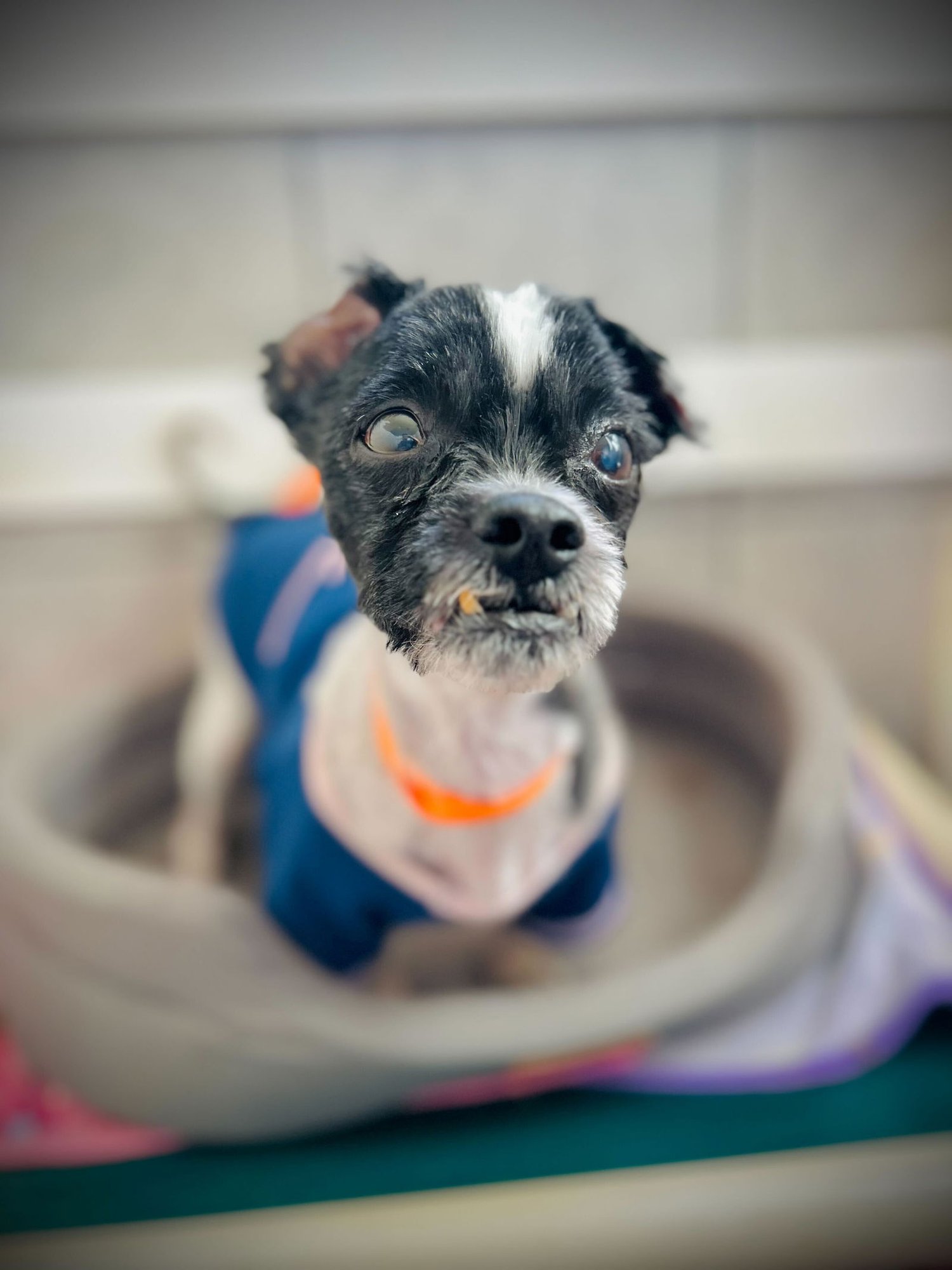 Dexter Jan 26 - Photo 3