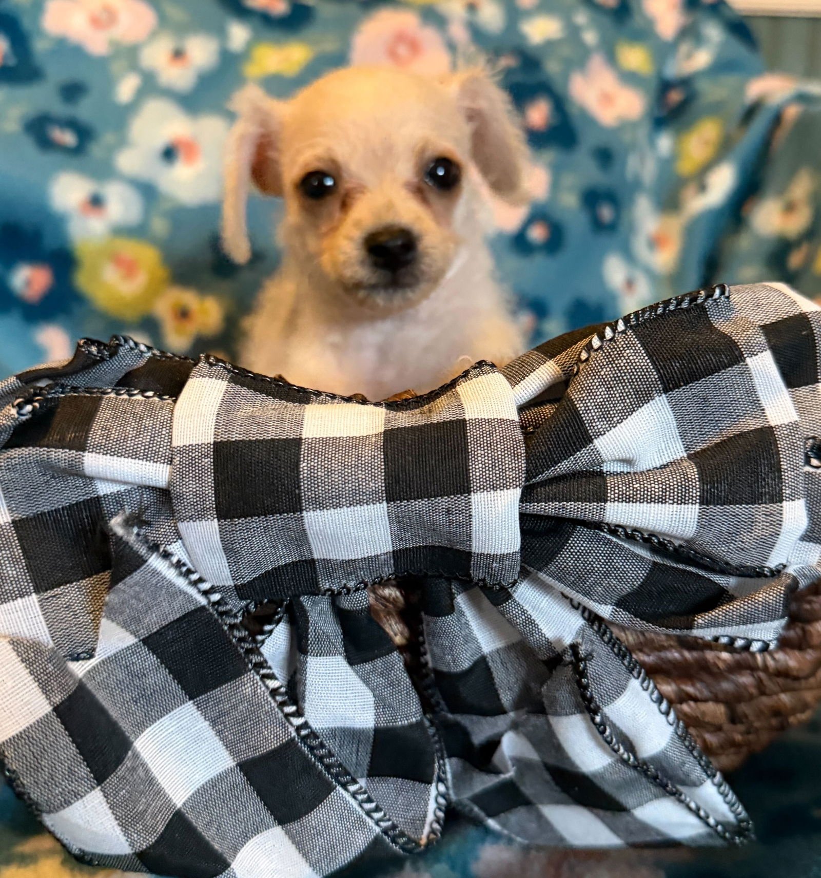 ARLO - A LUCY PUP - Chihuahua available for adoption