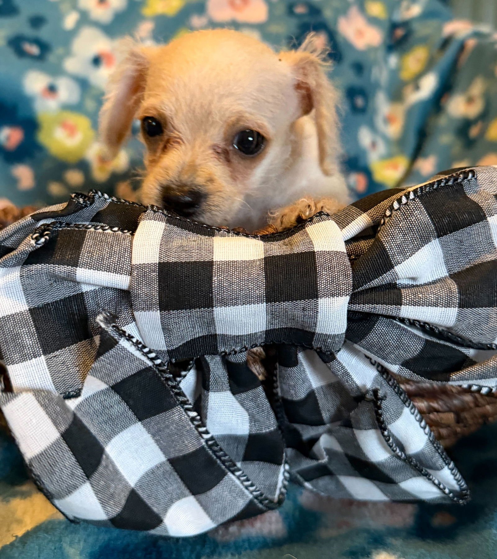 ARLO - A LUCY PUP - Chihuahua available for adoption