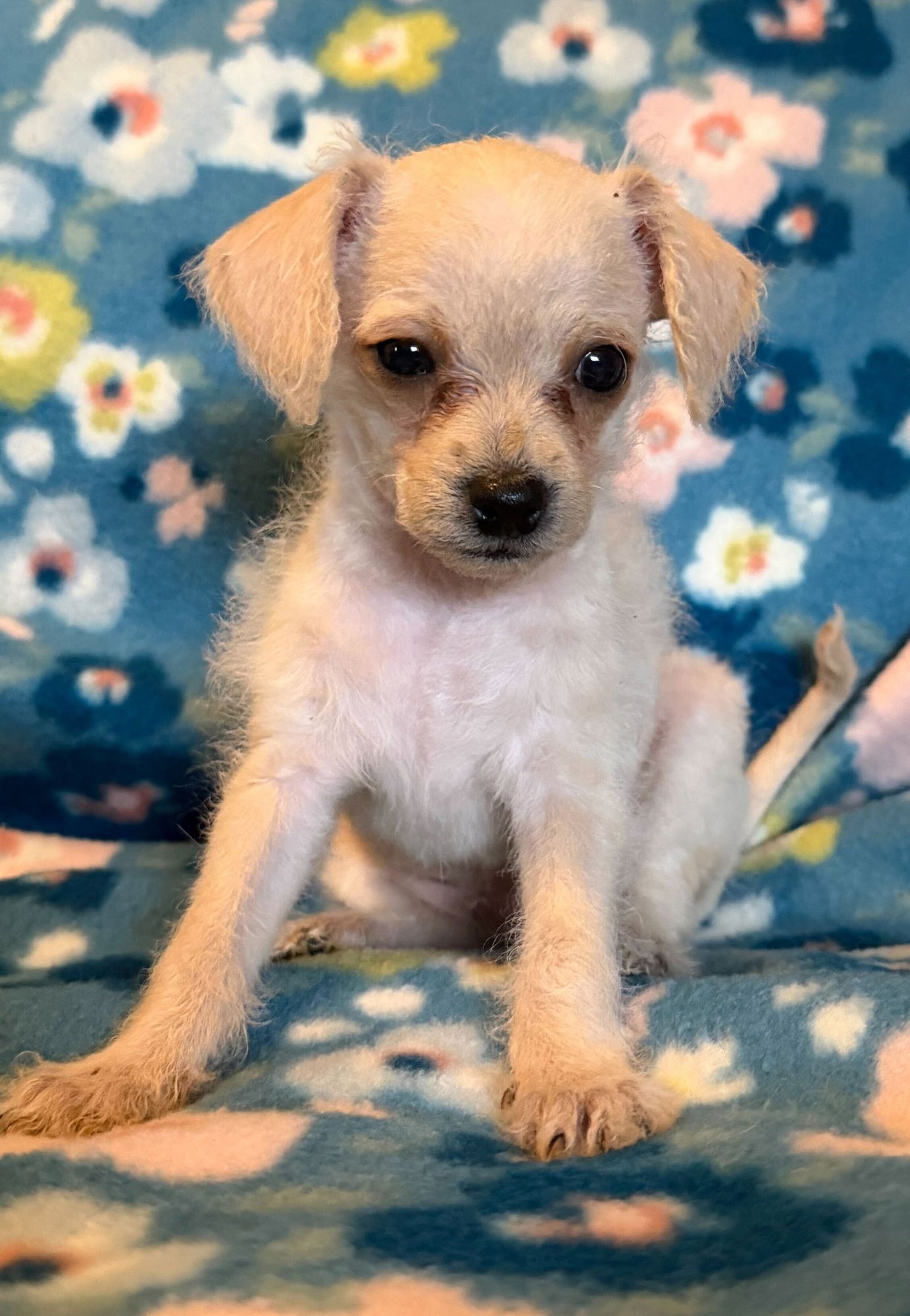 Arlo - a Lucy pup - Photo 3