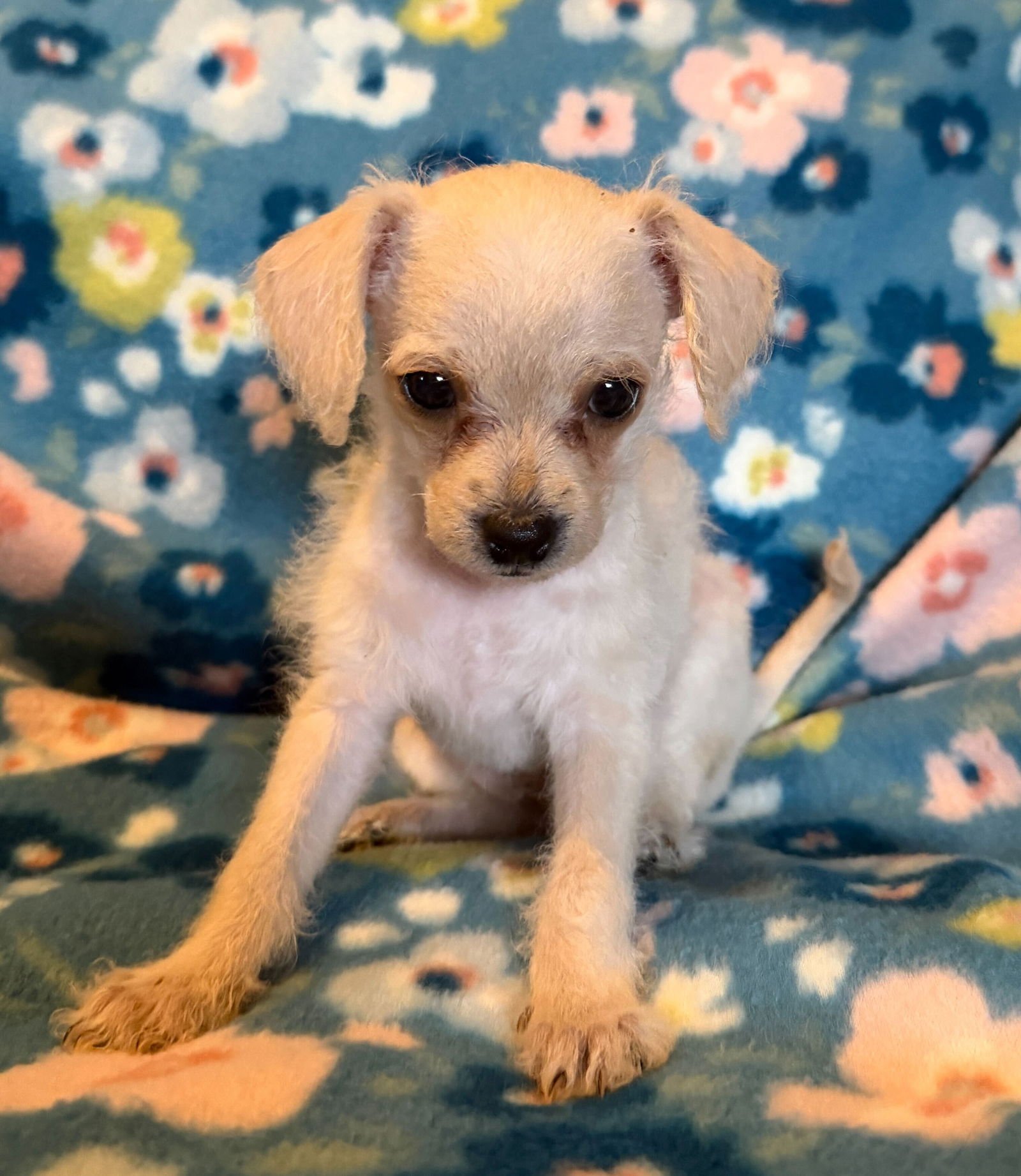 Arlo - a Lucy pup - Photo 4