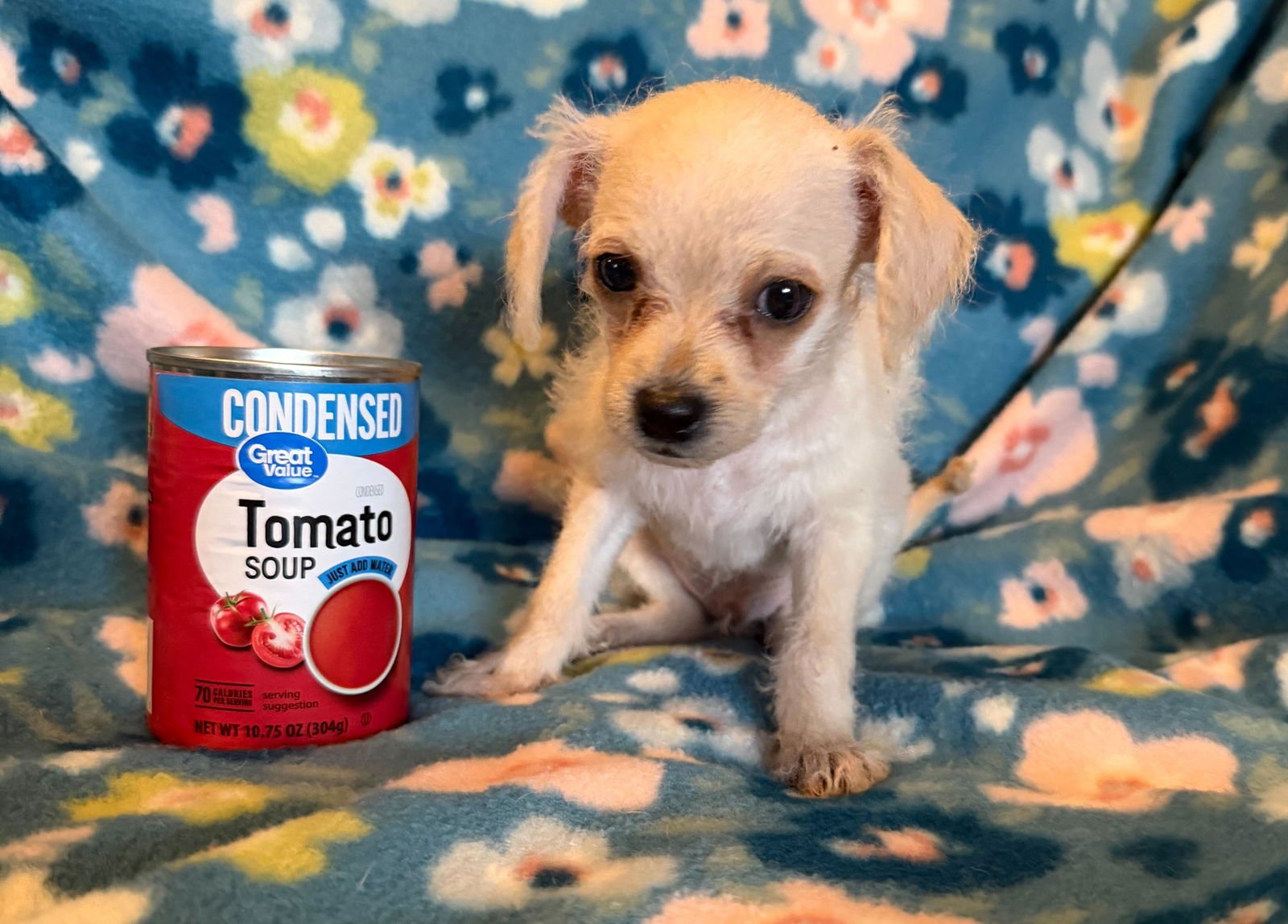 Arlo - a Lucy pup - Photo 5