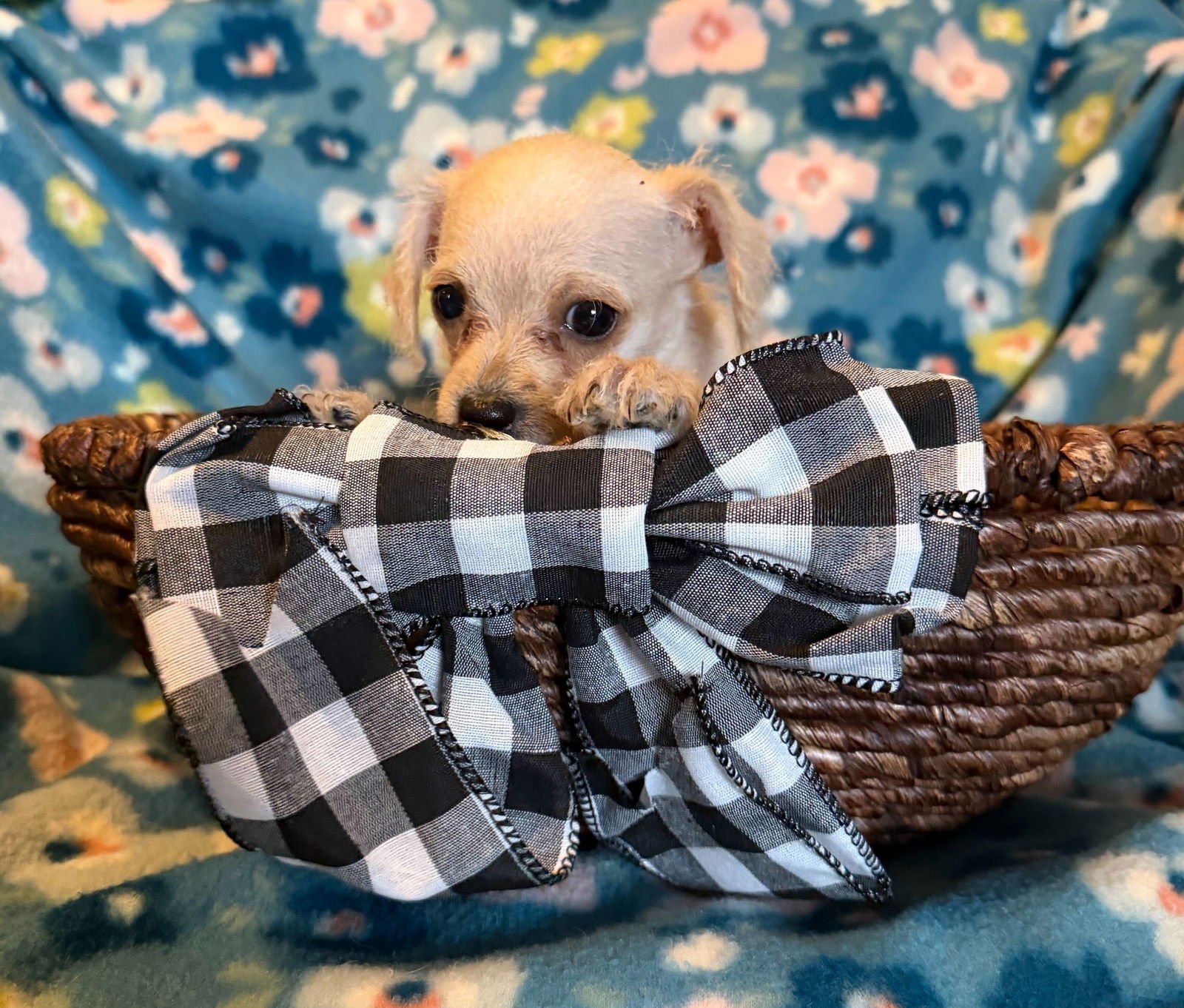 Arlo - a Lucy pup - Photo 6