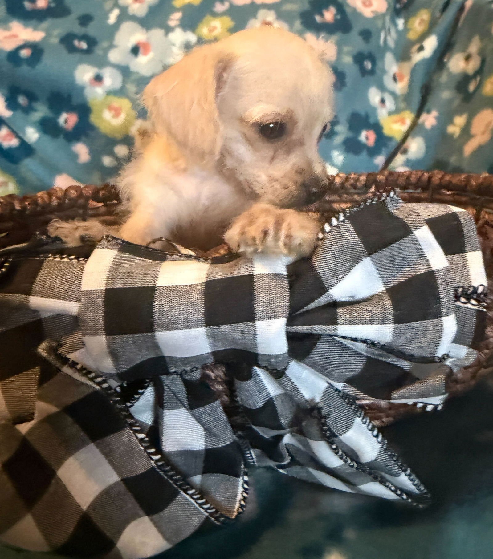 Arlo - a Lucy pup - Photo 7