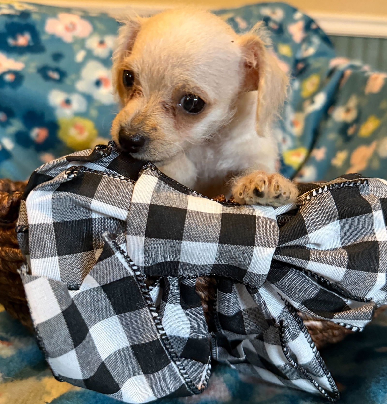 Arlo - a Lucy pup - Photo 8