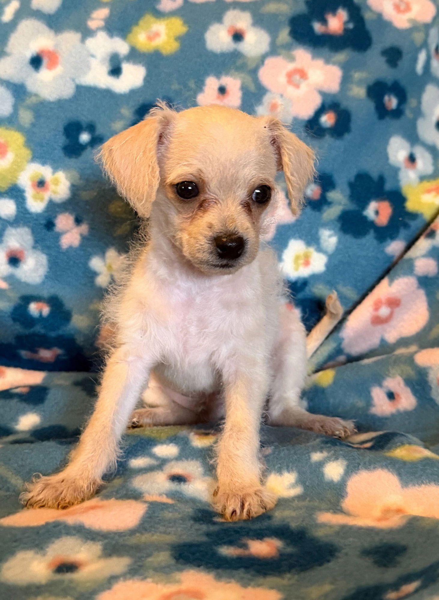 Arlo - a Lucy pup - Photo 9