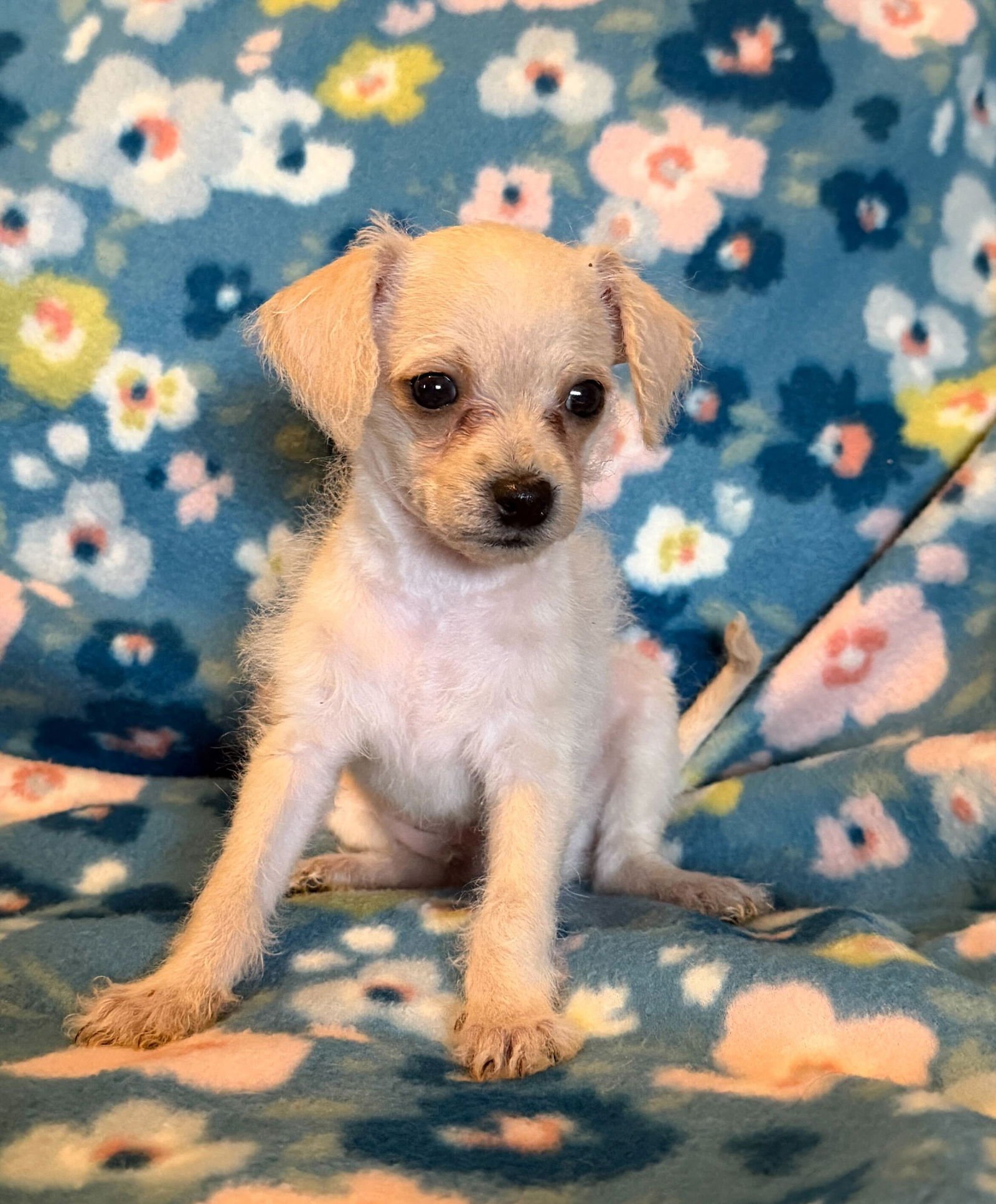 Arlo - a Lucy pup - Photo 10