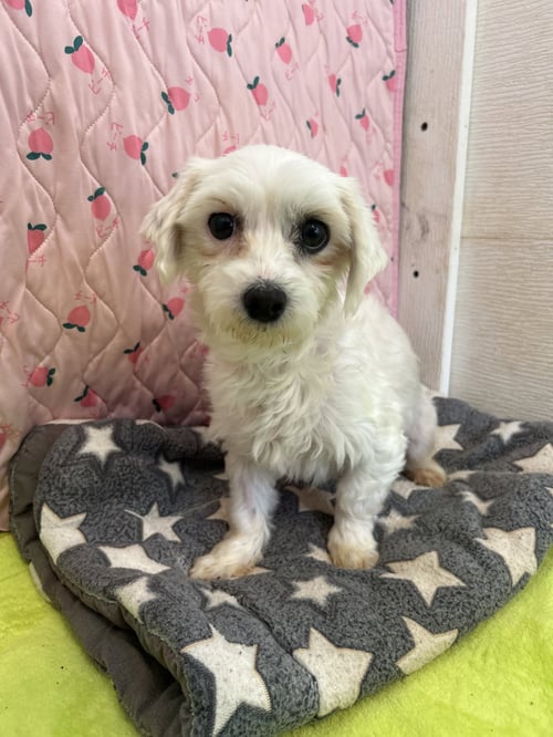 DANI MAR 26 - Maltese / Poodle (Toy) available for adoption