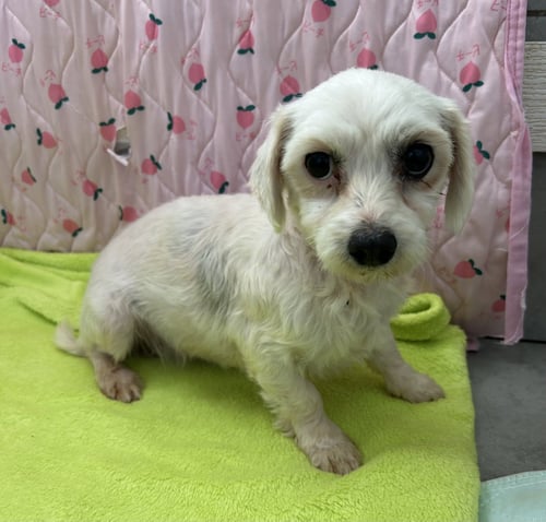 DANI MAR 26 - Maltese / Poodle (Toy) available for adoption