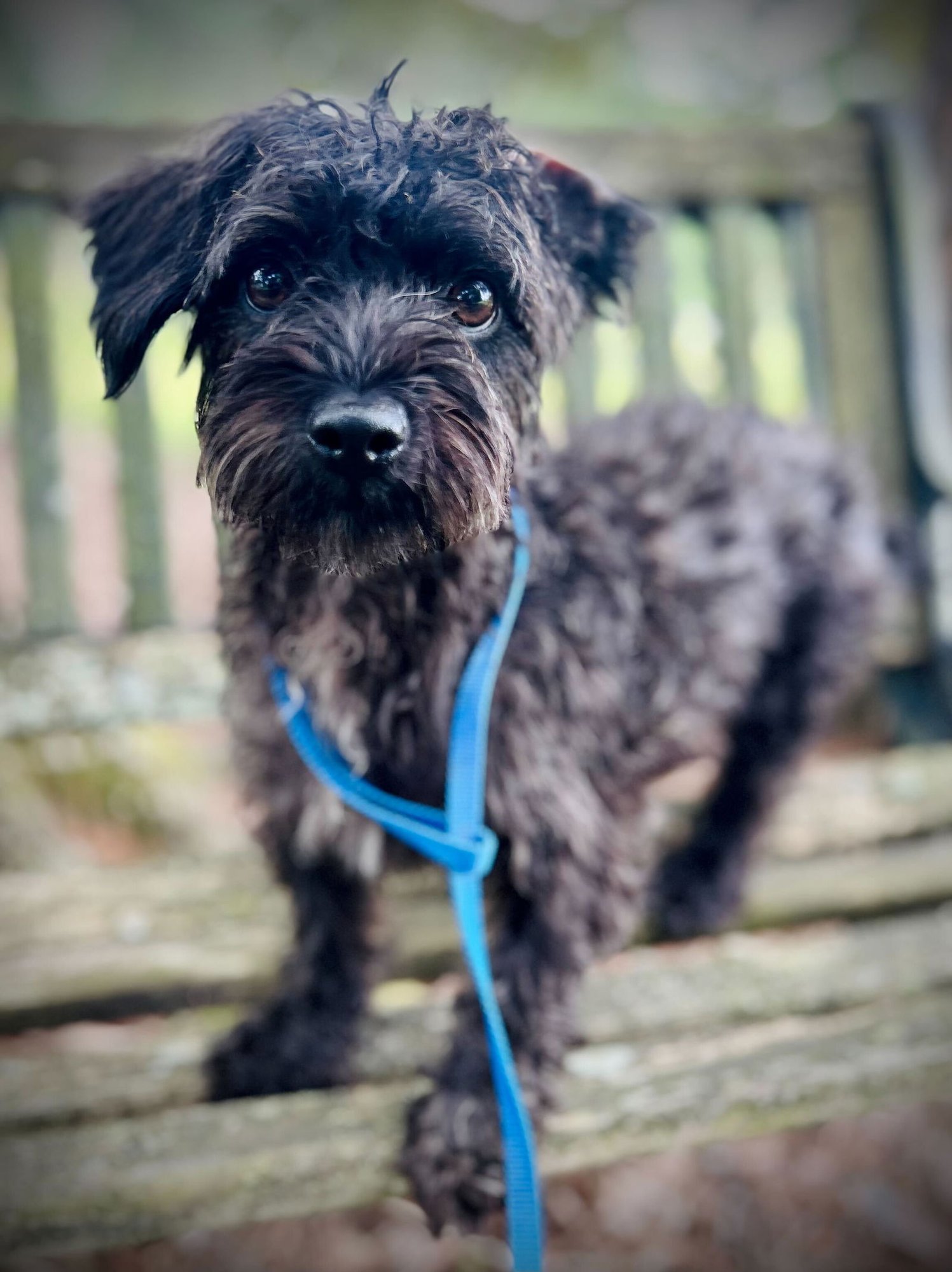 BLOSSOM APR 25 - Terrier / Poodle (Miniature) available for adoption