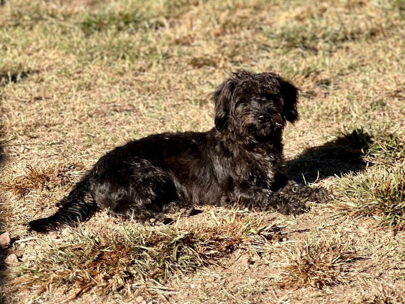 BLOSSOM APR 25 - Terrier / Poodle (Miniature) available for adoption