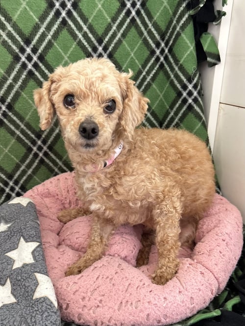 WREN MAR 26 - Poodle (Miniature) available for adoption