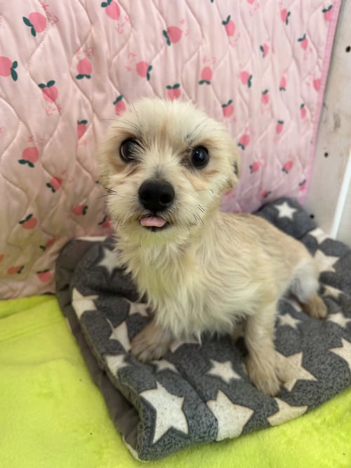 HERSHEY MAR 26 - Maltese / Yorkshire Terrier Yorkie available for adoption